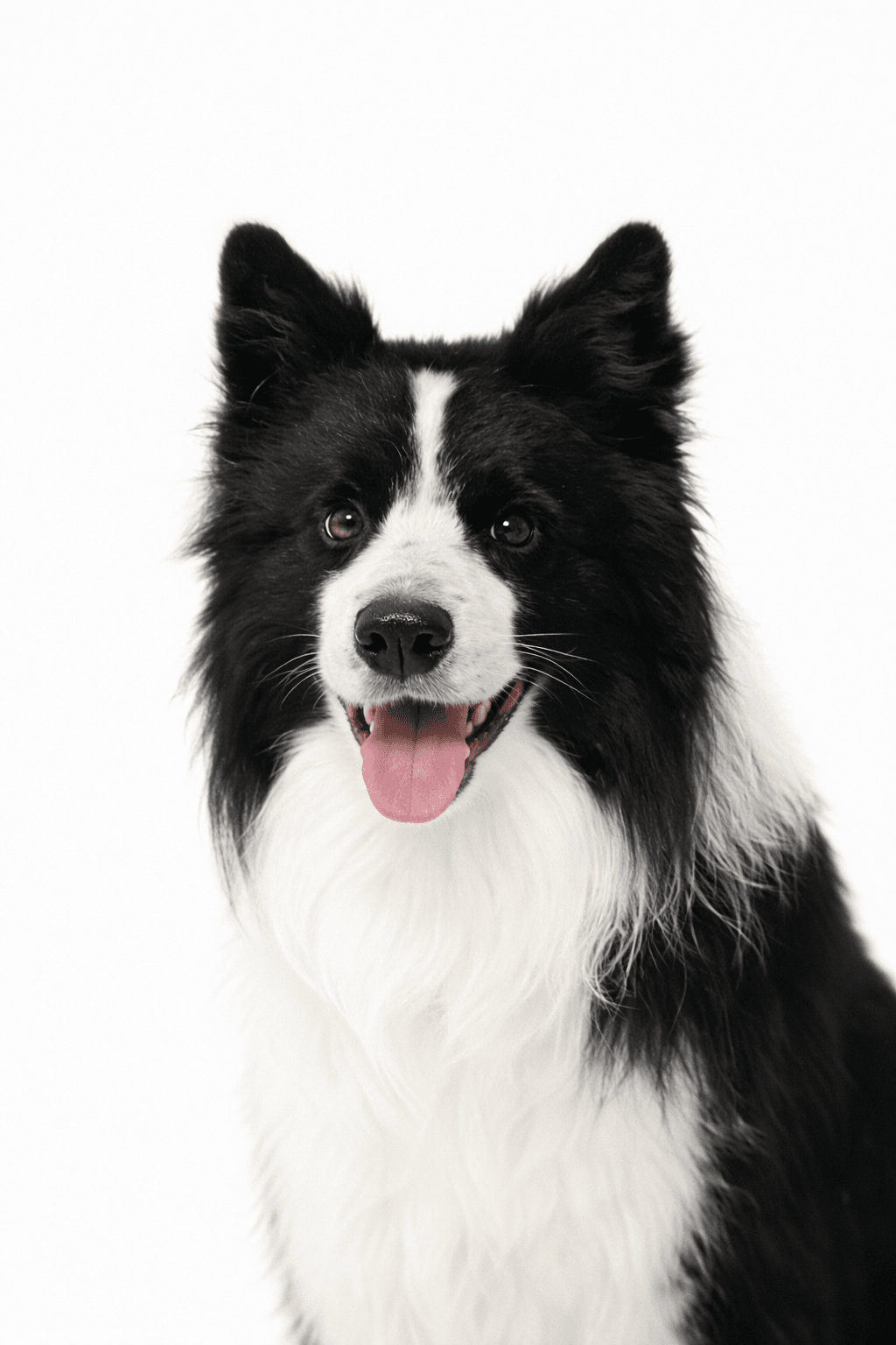 PawPaw the Border Collie