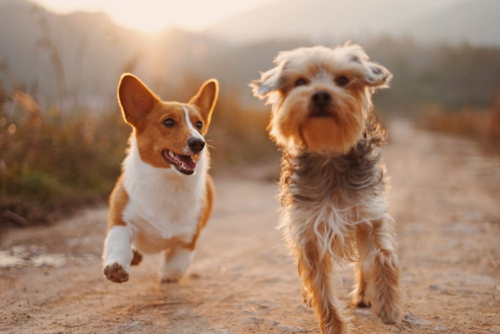 Two dogs running together in warm morning light