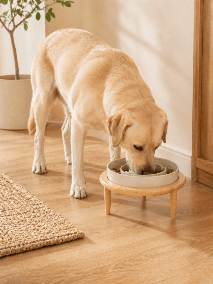 Adjustable Elevated Slow Feeder Bowl | IPAWLIO