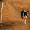 Dog walking outdoors with a genuine leather slip lead leash for steadier control