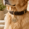 Custom engraved brass pet tag attached to a brown leather dog collar, featuring a detailed portrait engraving on a golden retriever