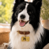Brown, blue, and pink custom pet portrait collars arranged together with personalized pet photo tags
