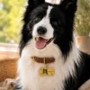 Custom Pet Portrait Collar gallery image 1 with custom dog or cat portrait detail by IPAWLIO