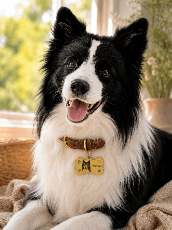 Brown, blue, and pink custom pet portrait collars arranged together with personalized pet photo tags