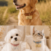 Dogs and cats wearing personalized portrait collars in everyday lifestyle settings